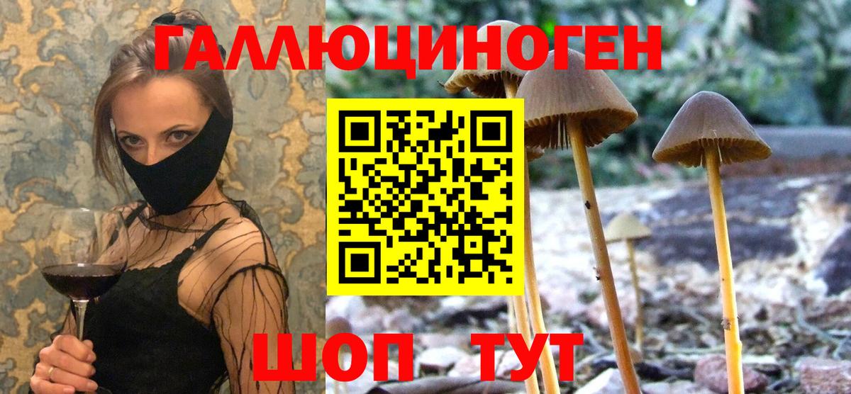 Петрозаводск  Псилоцибиновые грибы Psilocybe  Вход с VPN  Псилоцибиновые грибы прущие грибы 